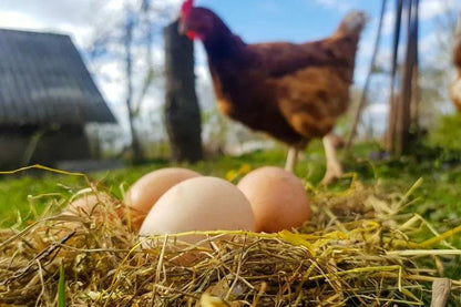 Farm Fresh Free Range Eggs